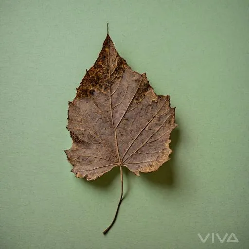 Image to Image