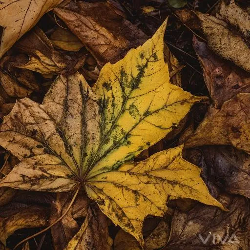 Image to Image