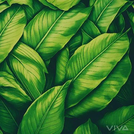 Image to Image